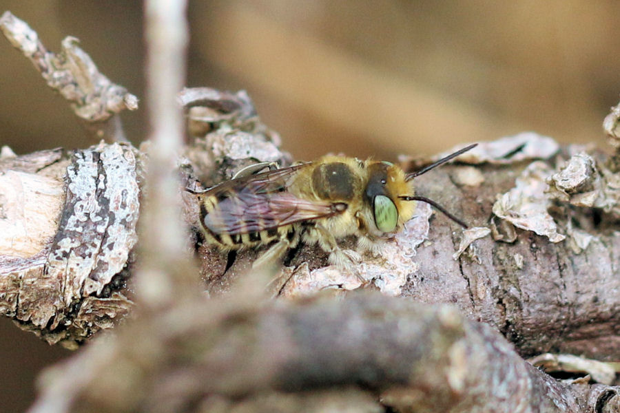 Megachile sp.? S !